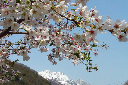 湯檜曽公園の桜